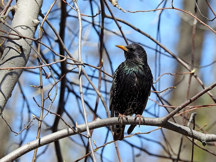 Скворец фото