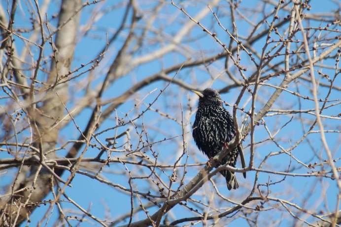 Скворец зимой