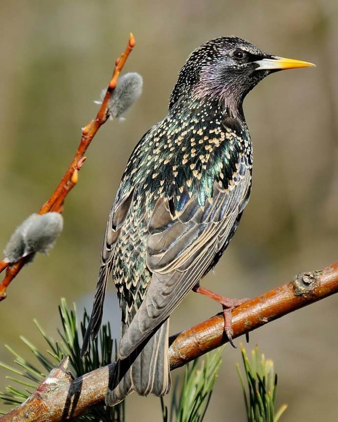 Скворцы в Битцевском лесу
