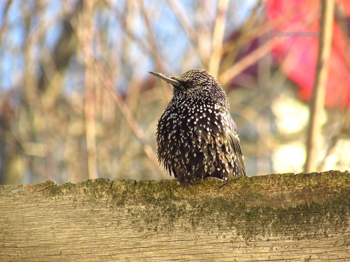 Птица похожая на скворца зимой