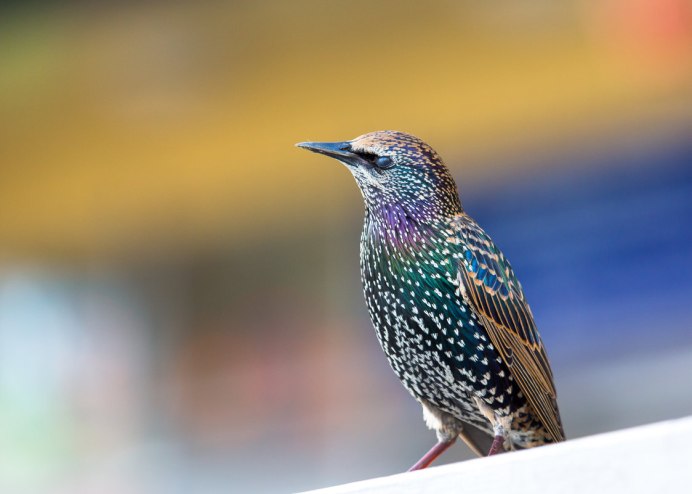 Зимующие скворцы