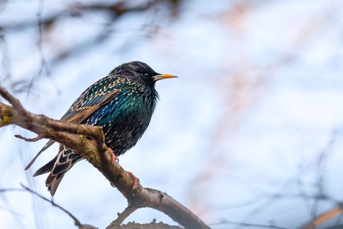 Полинезийских Скворцов птица