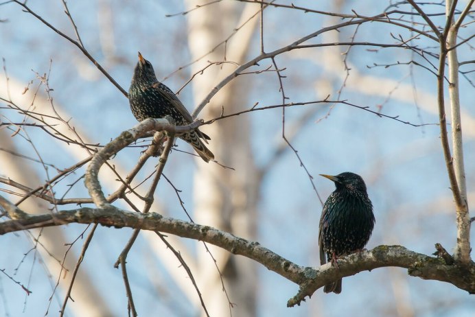 Скворец Рябой