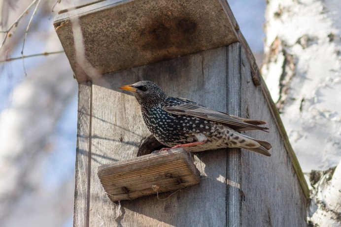 Скворец пятнистый обыкновенный