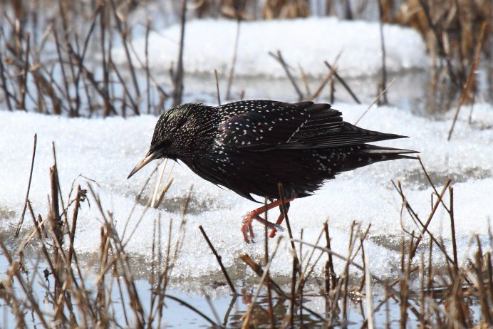 Скворец на башкирском