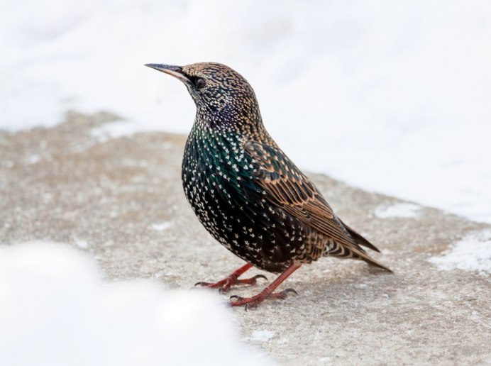 Скворец певец