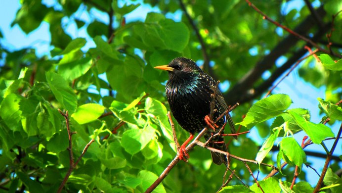 Скворец Рябой