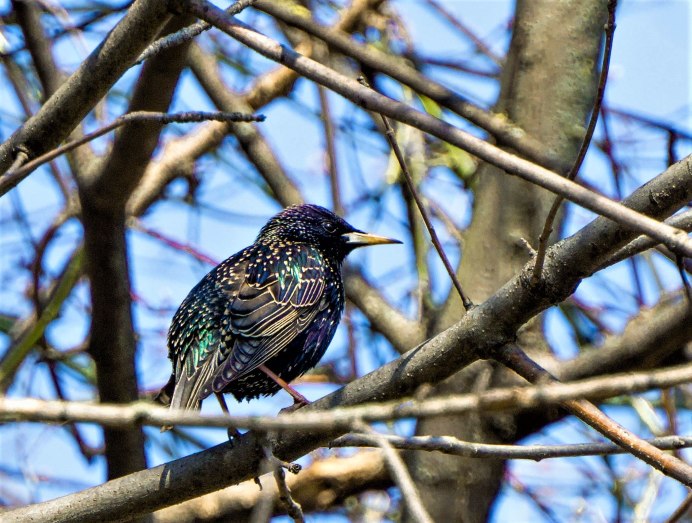 Скворец зимой