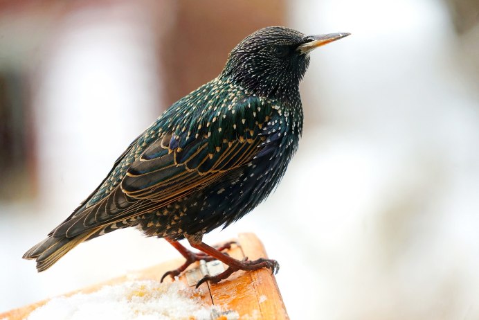 Милый Скворушка скворец