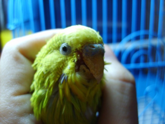 Фотопортрет попугая