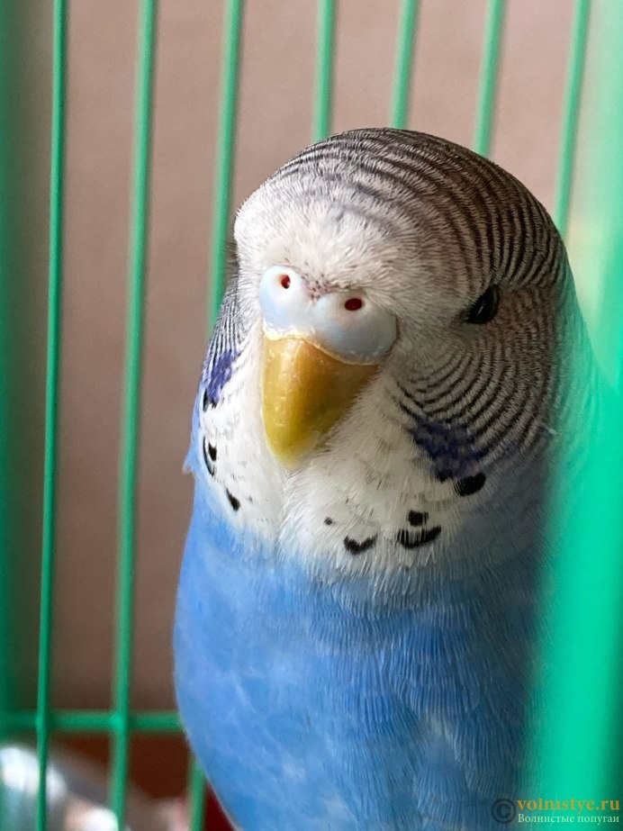Кнемидокоптоз у волнистого попугая