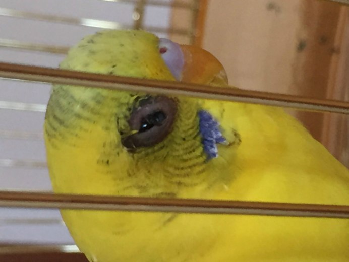 Гибрид ара и жако