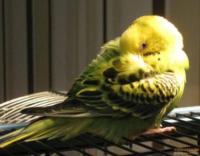 Ёмғир ва қушлар