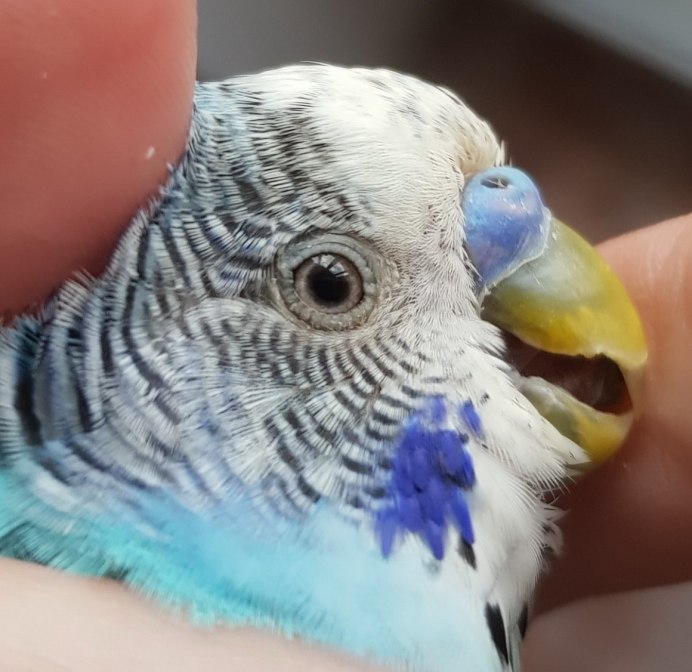 Глаза кореллы