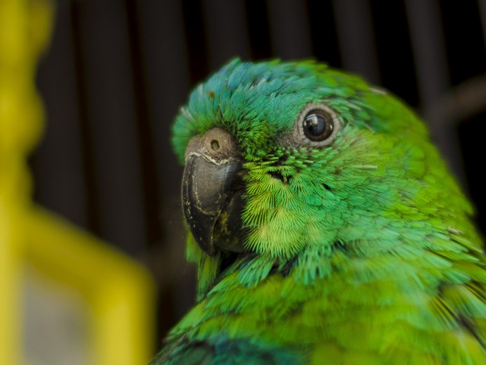 Попугай закрывает глаза и сидит