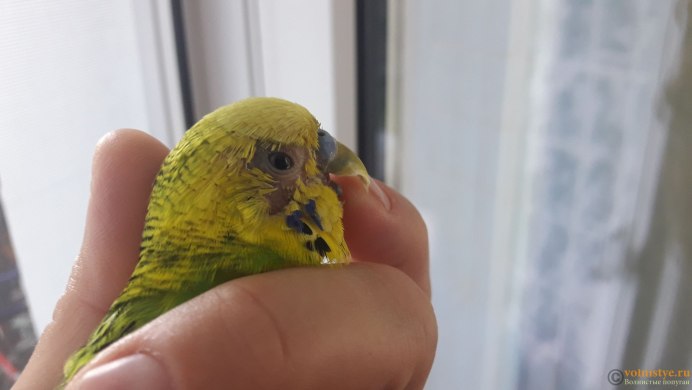 Глаз попугая