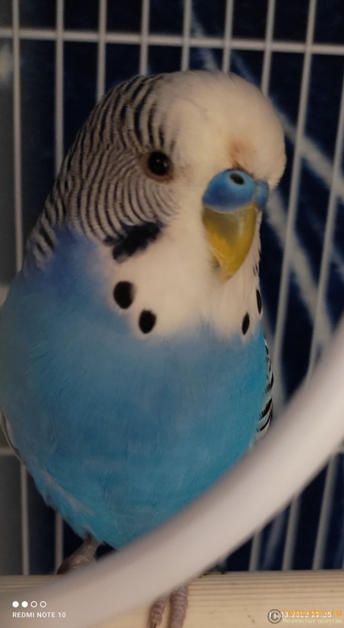 Судороги у попугая