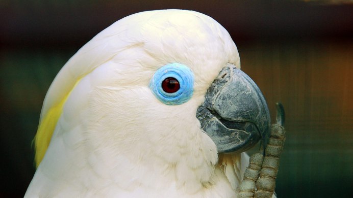 Попугай портрет