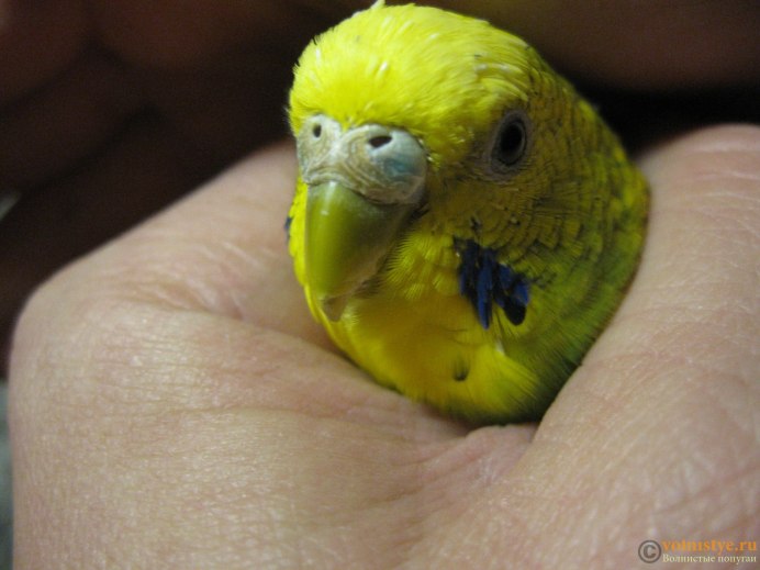 Глаз попугай корелла