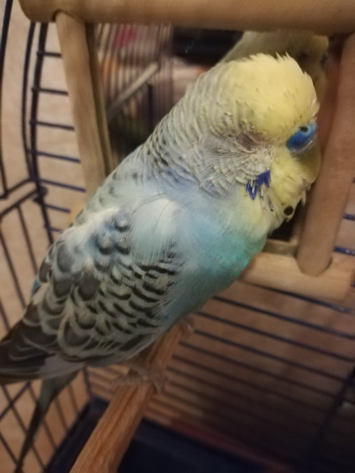 Мир глазами попугая