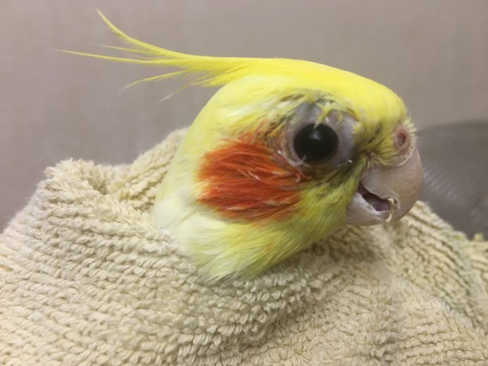 Мир глазами попугая