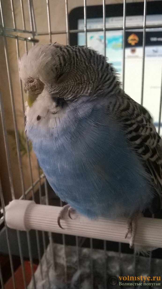 Попугай трепещет