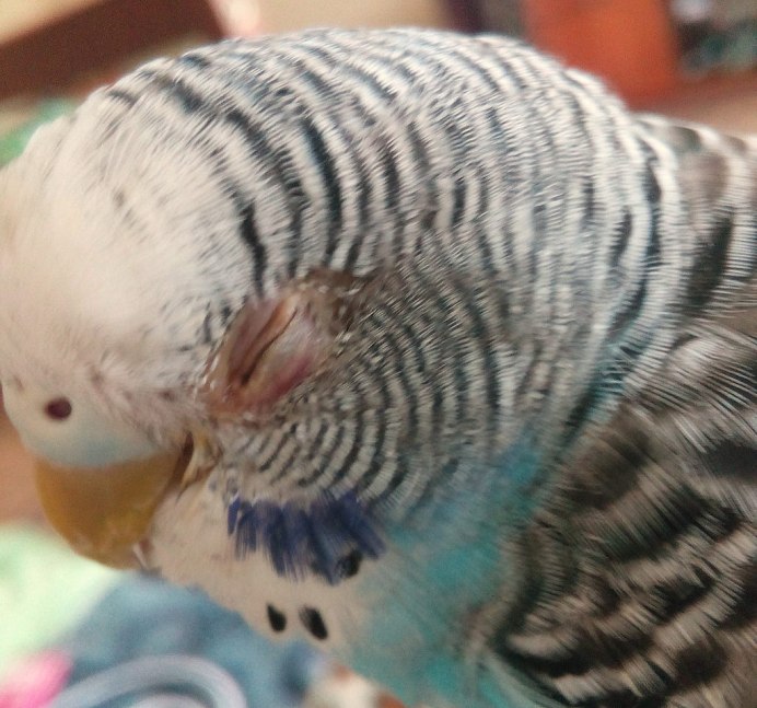 Попугай корелла