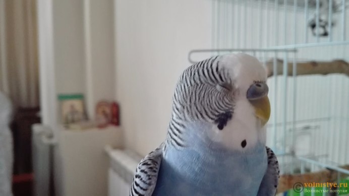 Попугай с закрытыми глазами