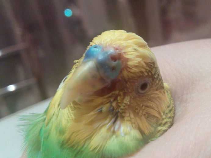 Попугай зеленый с серой головой