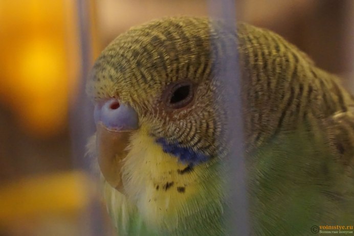 Попугай Амара