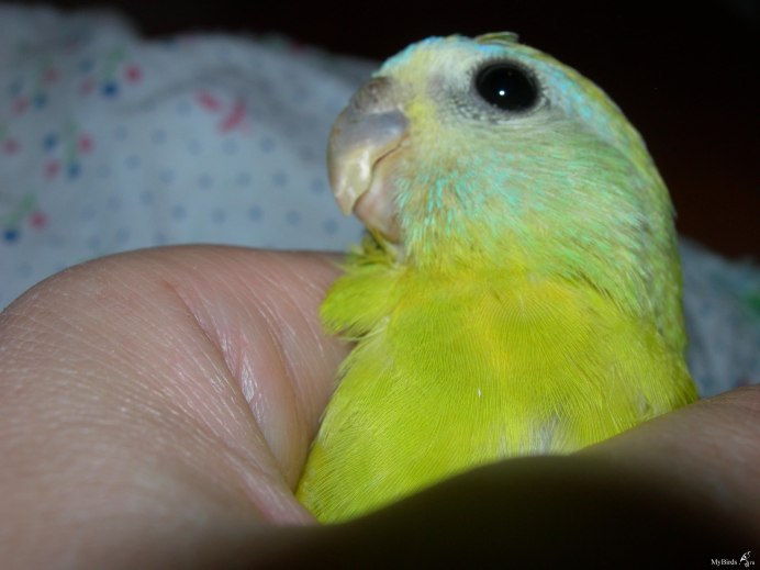 Болезни глаз у попугаев