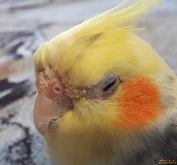 Волнистый попугай один глаз закрывает