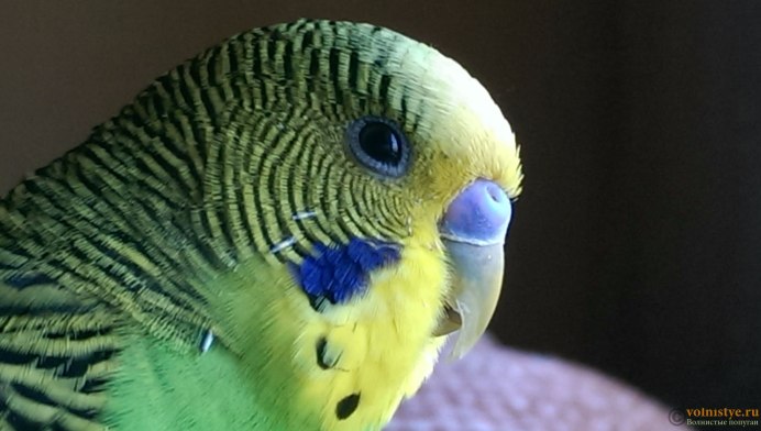 Попугай дебил