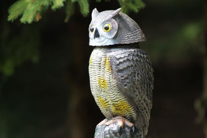 Featherless Barn Owl