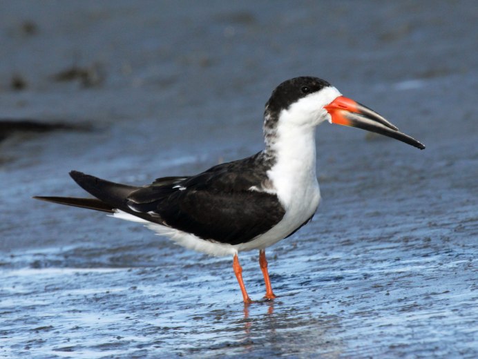 Rynchops flavirostris