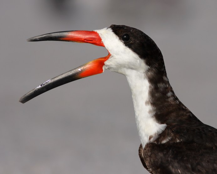 Black Skimmer