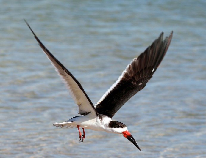Skimmer птица