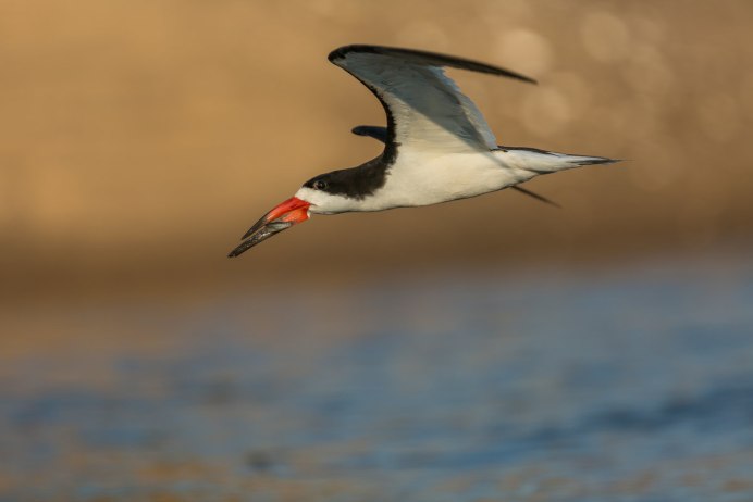 Кулик-сорока (материковый подвид) (Haematopus ostralegus longipes Buturlin).