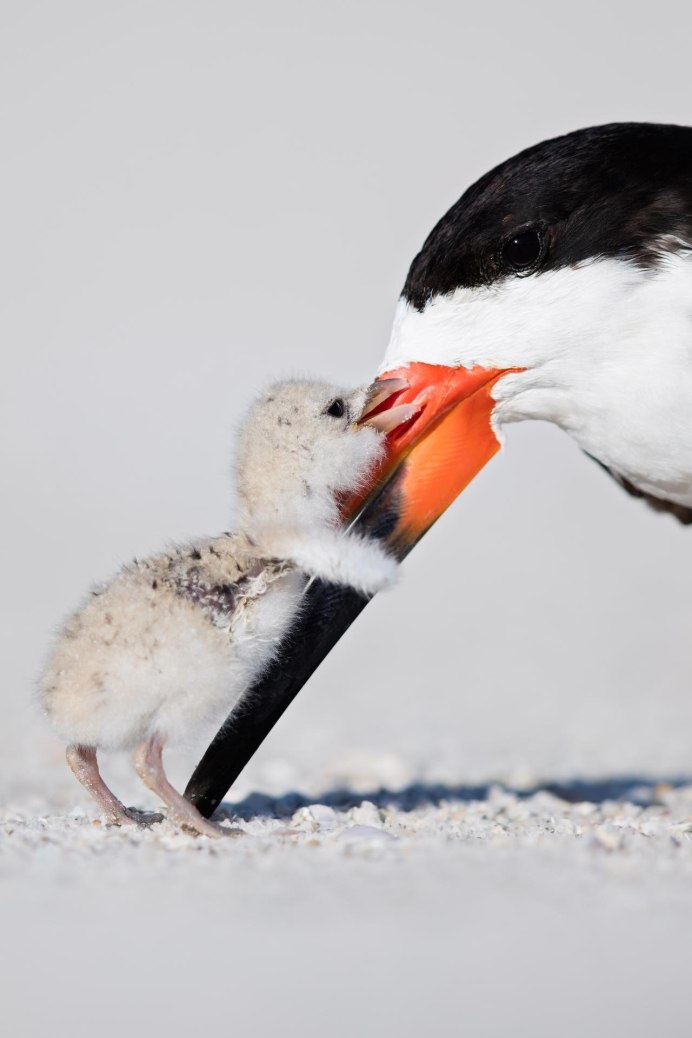 Black Skimmer