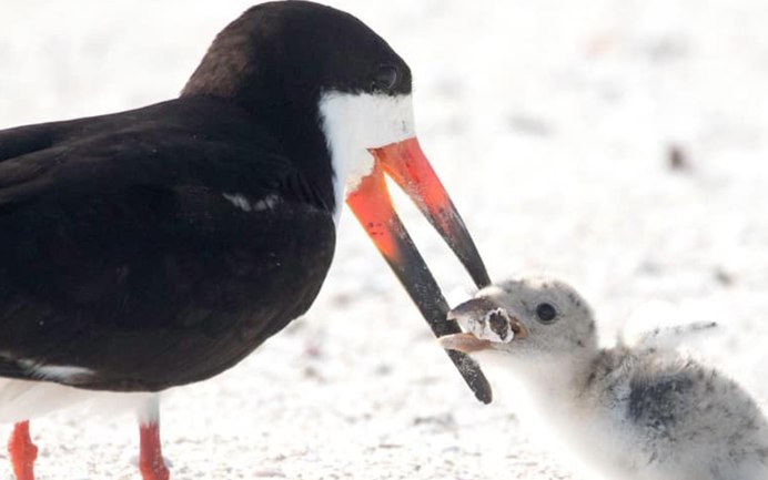 Black Skimmer