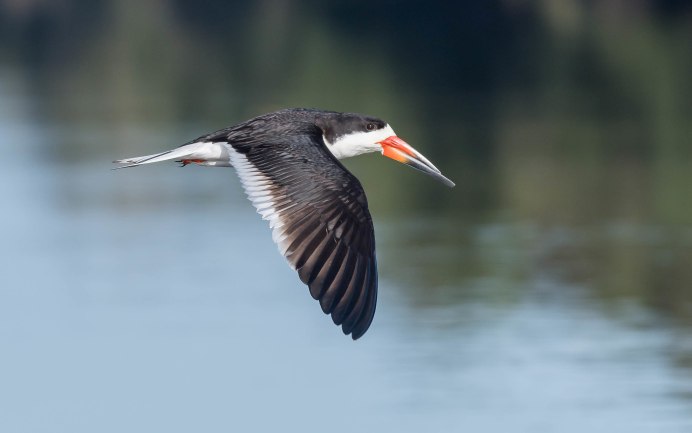 Skimmer птица
