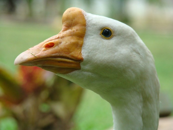 Клюв гуся