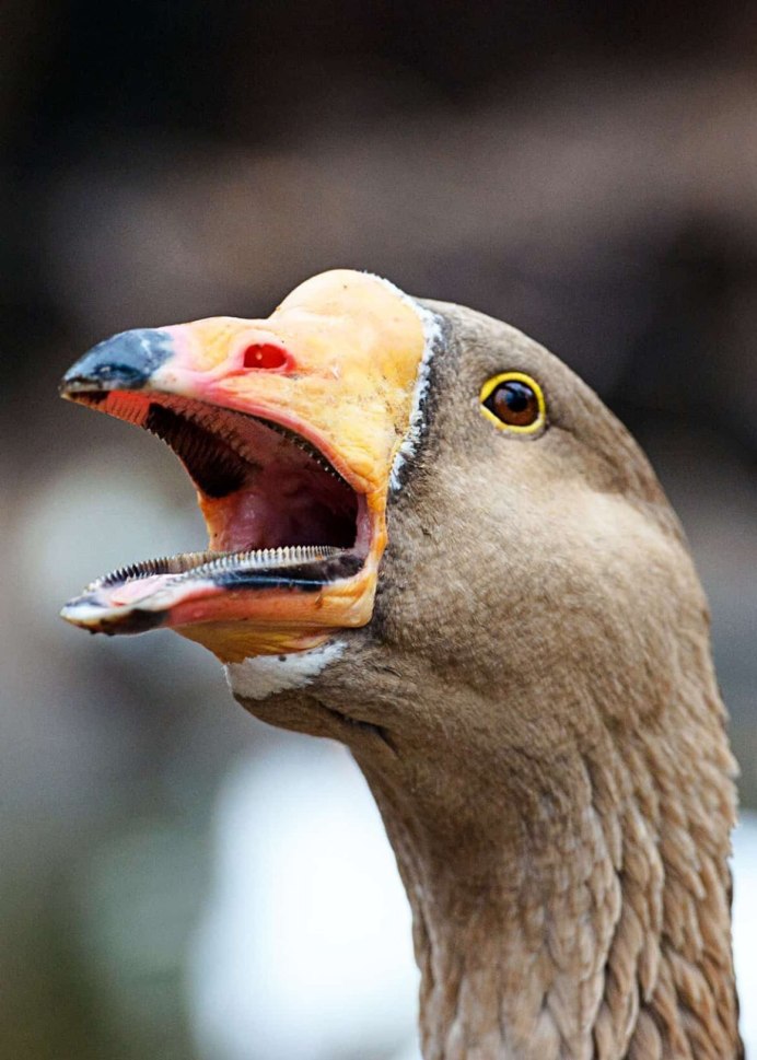 Goose with Gun