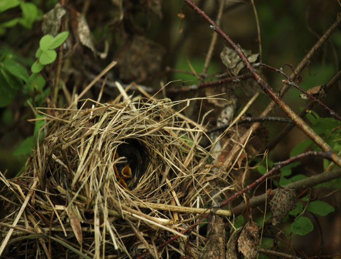 Гнездо пеночки