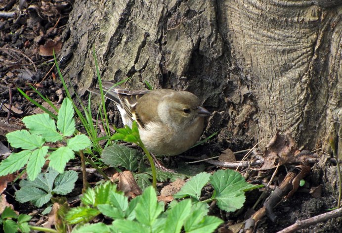 Весничка птенец