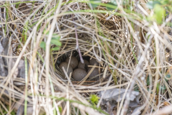 Пеночка-весничка гнездо