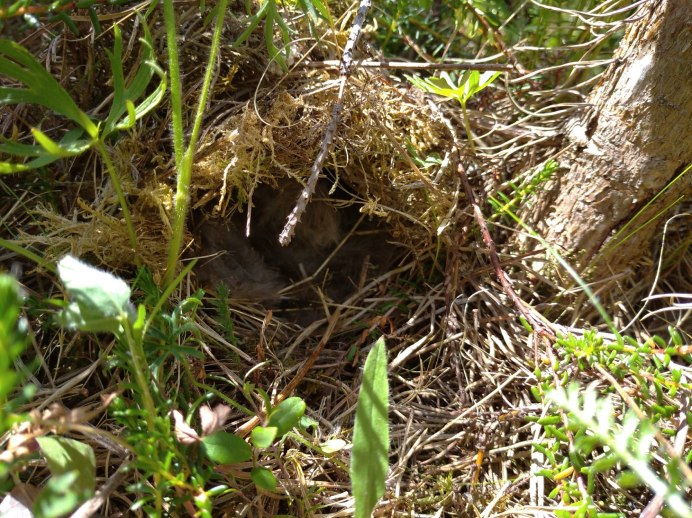 Пеночка-весничка гнездо