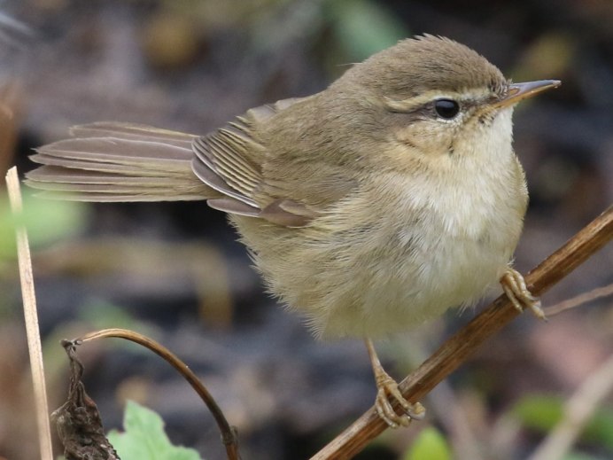 Слетки пеночки-веснички