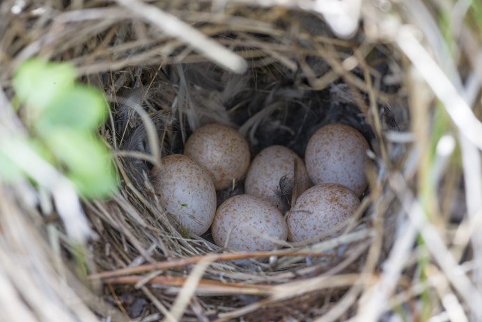 Пеночка-весничка гнездо
