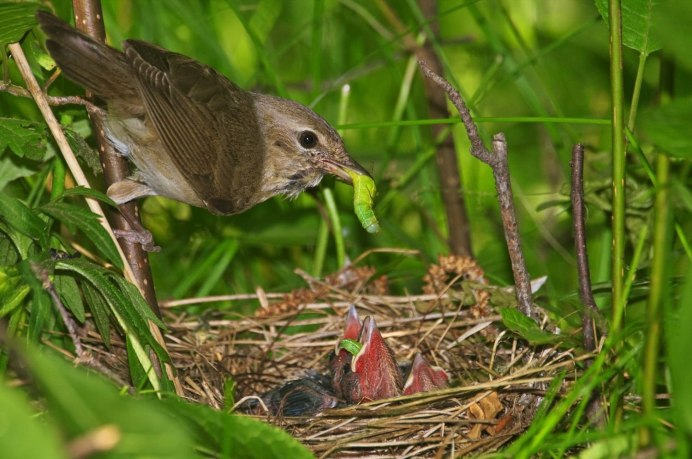 Пеночка-теньковка гнездо